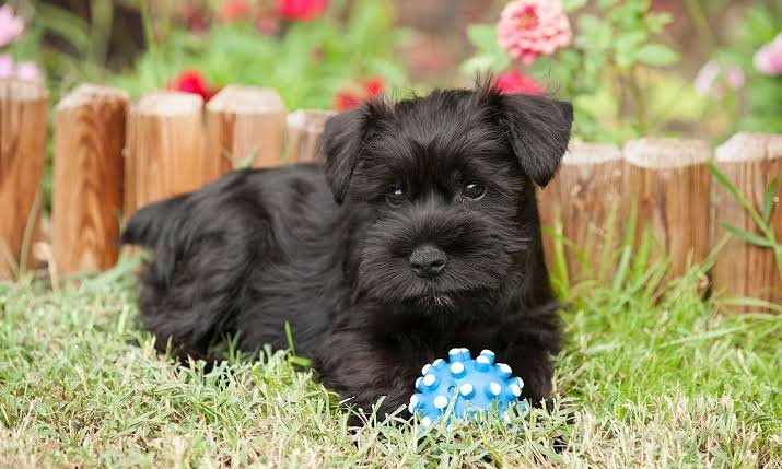 Miniature Schnauzer