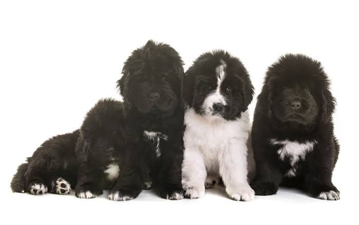 Newfoundland