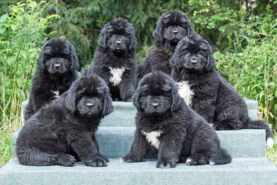 Newfoundland
