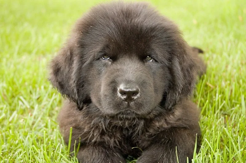 Newfoundland