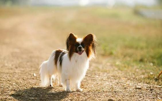 Papillon