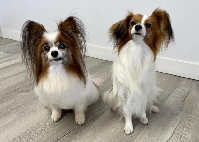 Papillon