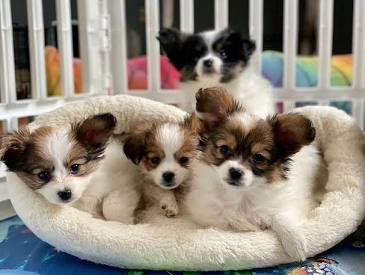 Papillon