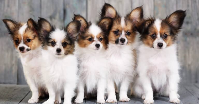Papillon