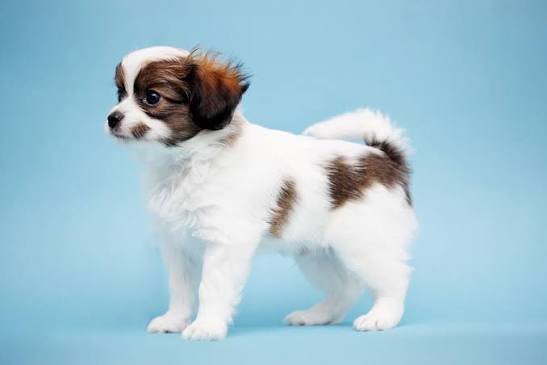 Papillon