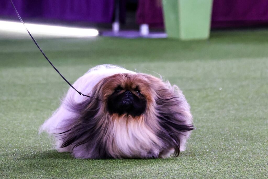 Pekingese