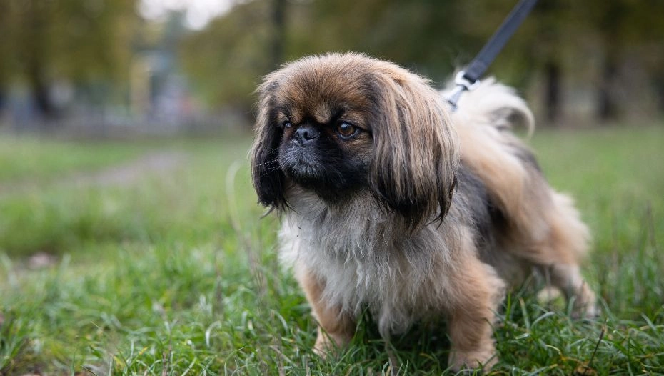 Pekingese