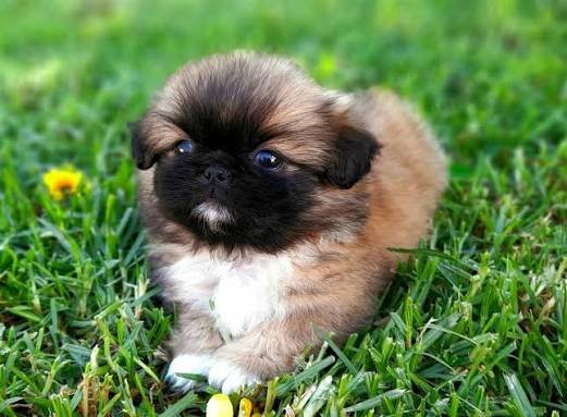 Pekingese