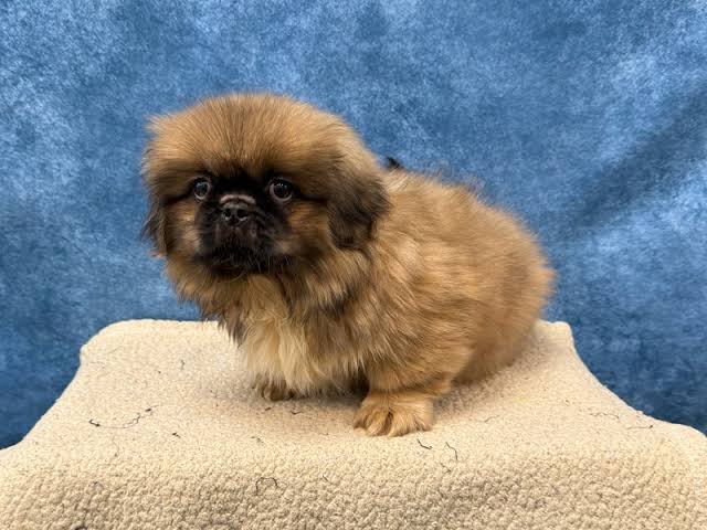 Pekingese