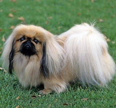 Pekingese