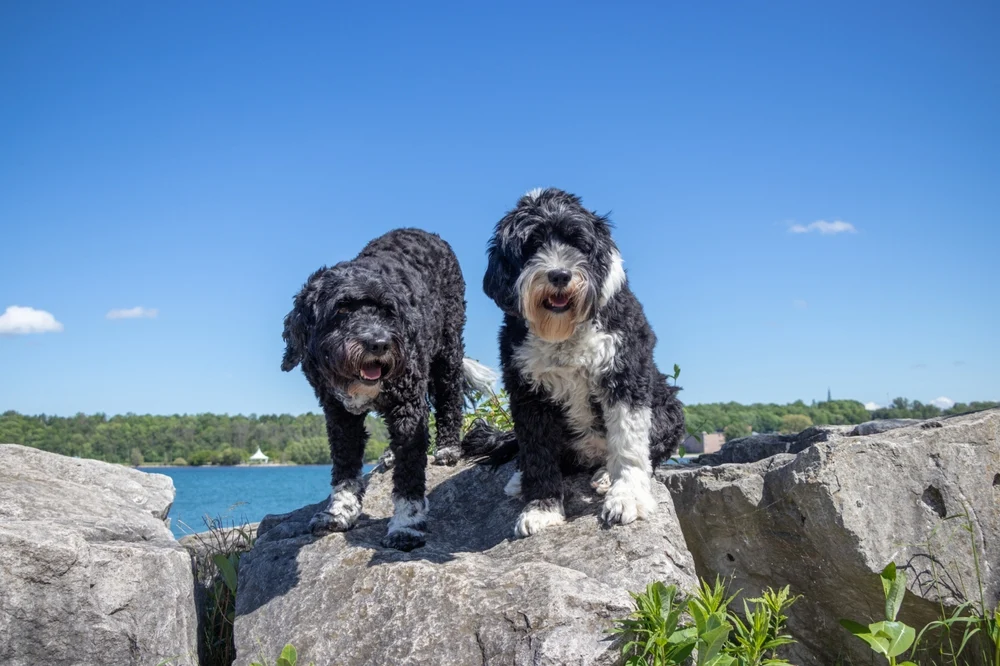 Portuguese Water Dog