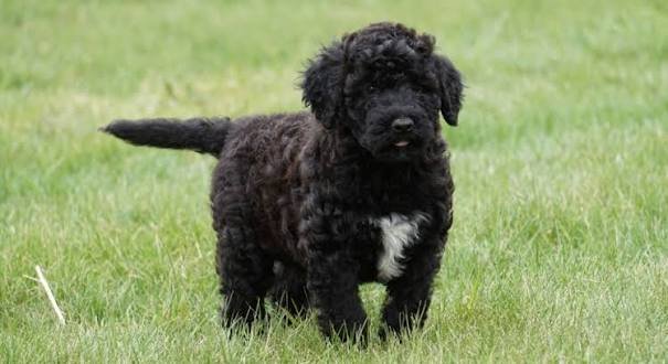 Portuguese Water Dog