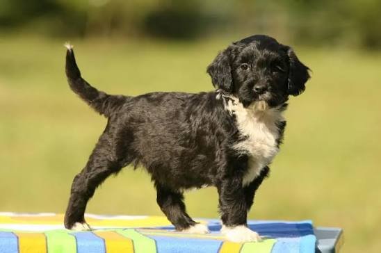 Portuguese Water Dog