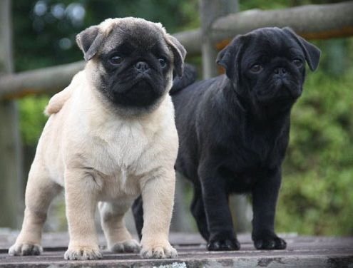 Pug