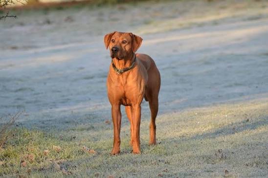 Rhodesian Ridgeback