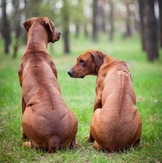 Rhodesian Ridgeback