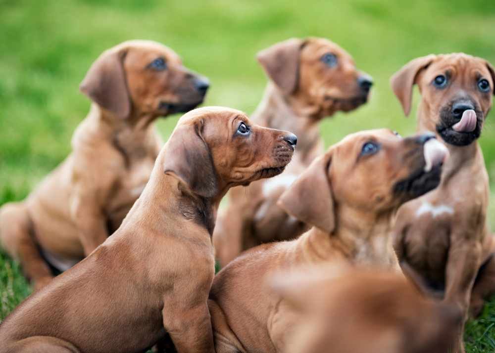 Rhodesian Ridgeback