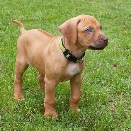 Rhodesian Ridgeback