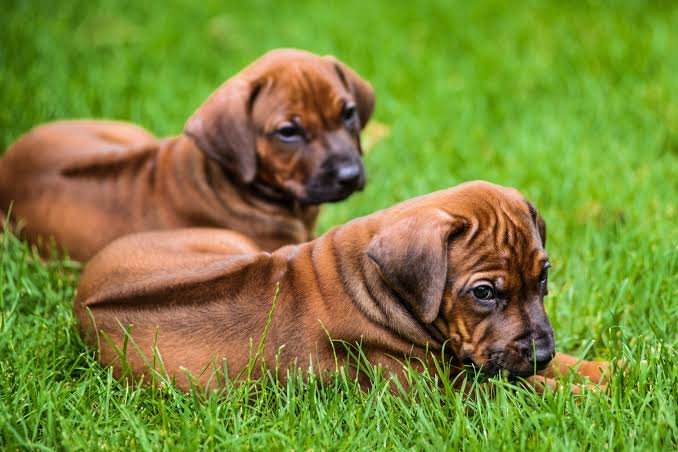 Rhodesian Ridgeback