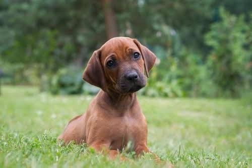 Rhodesian Ridgeback