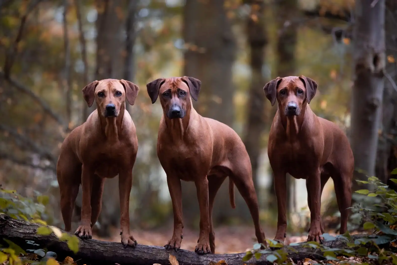 Rhodesian Ridgeback