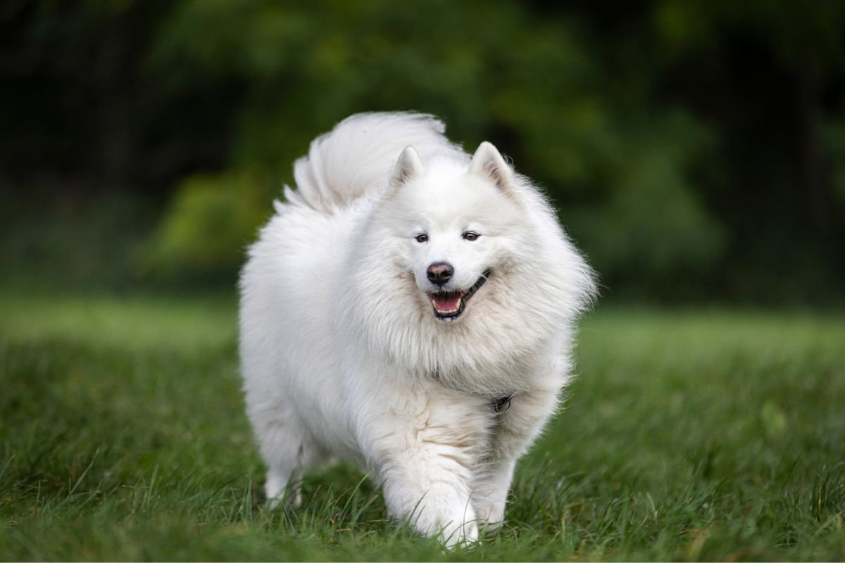Samoyed
