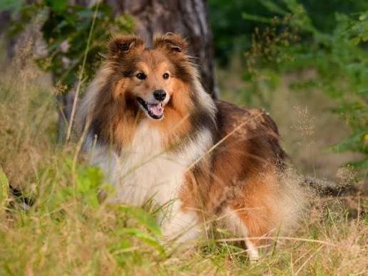 Shetland Sheepdog