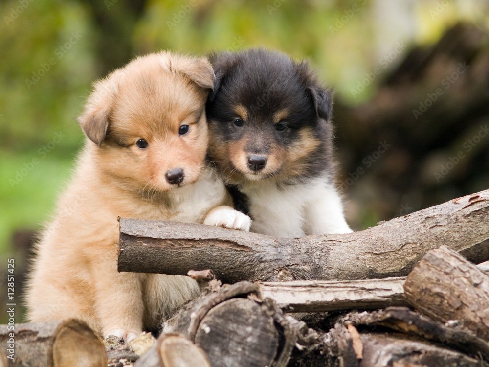 Shetland Sheepdog