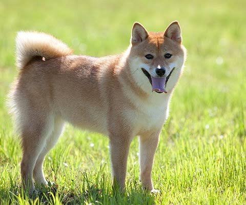 Shiba Inu