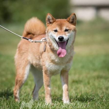 Shiba Inu