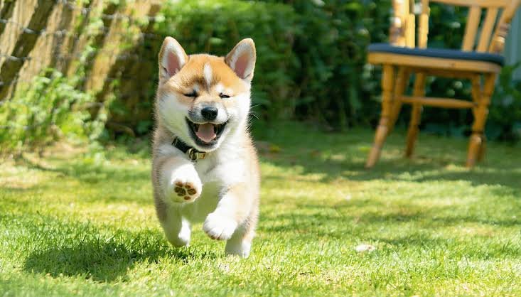 Shiba Inu