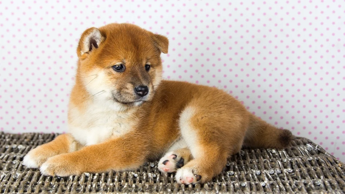 Shiba Inu