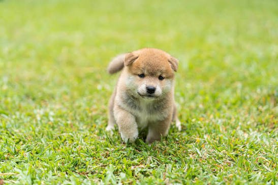 Shiba Inu