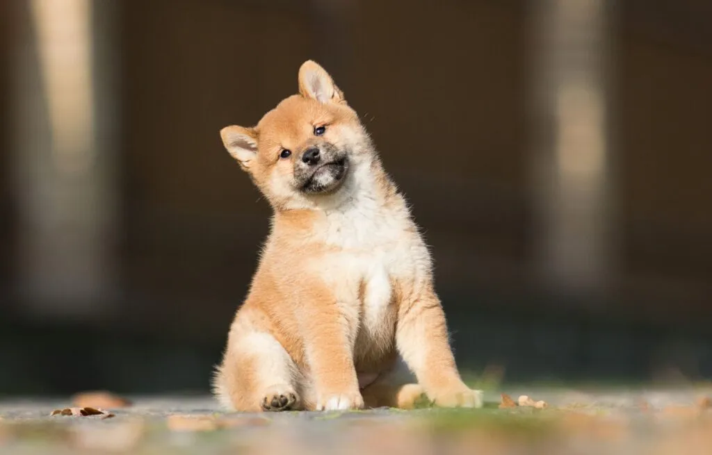 Shiba Inu