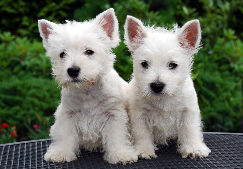 West Highland White Terrier
