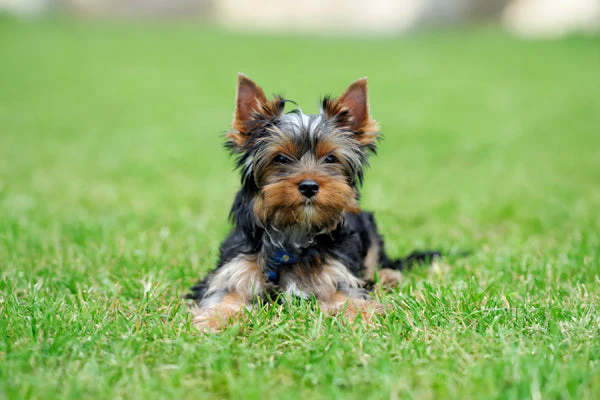 Yorkshire Terrier