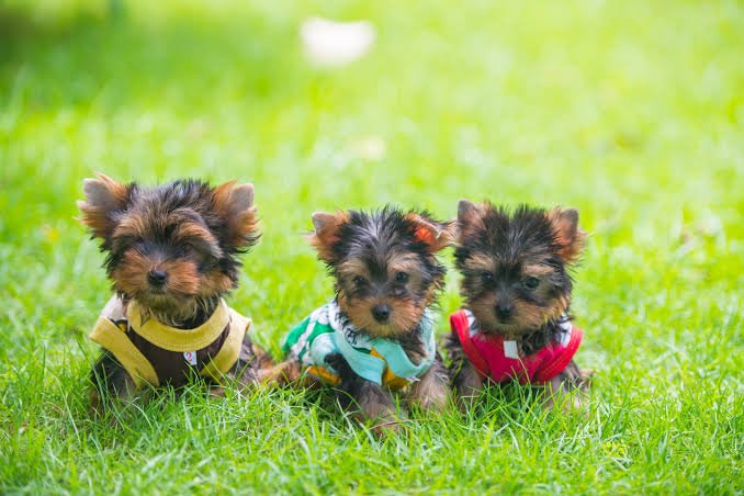 Yorkshire Terrier