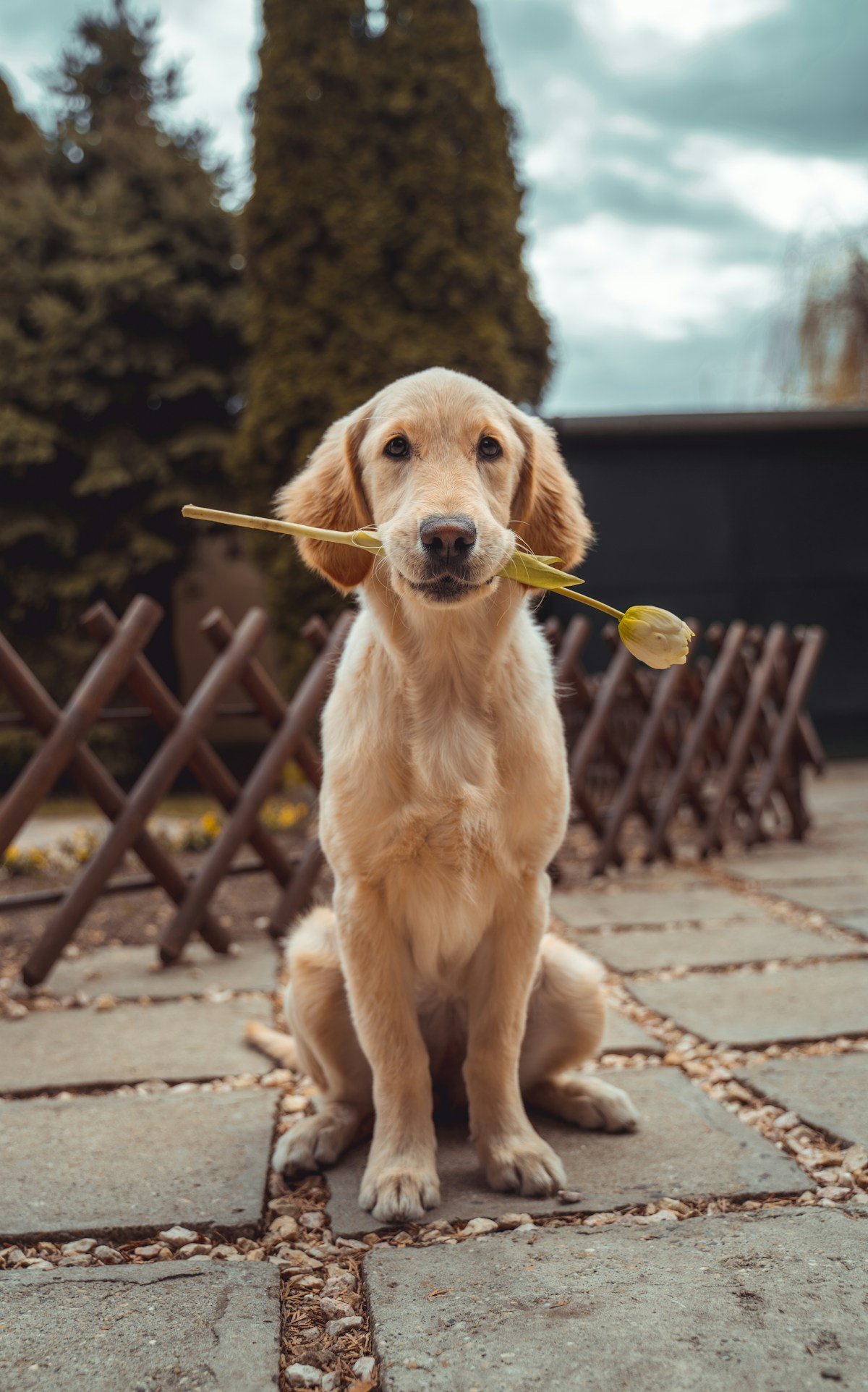 Anjing Golden Retriever