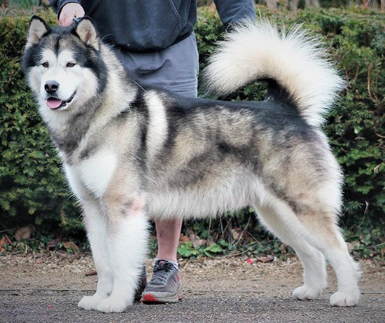 Alaskan Malamute