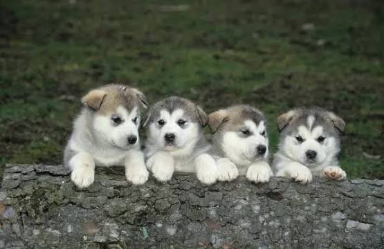 Alaskan Malamute