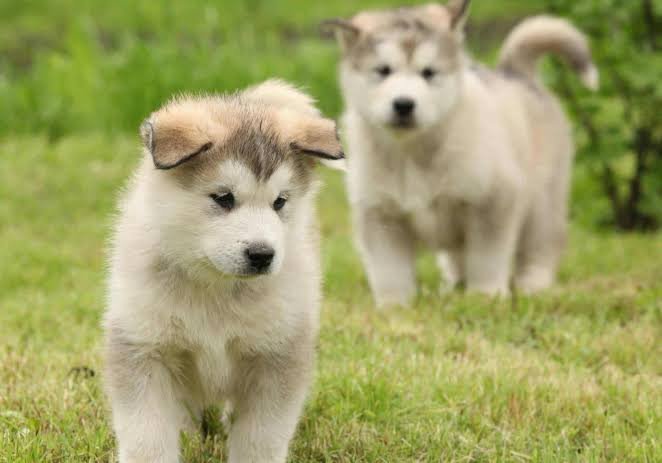 Alaskan Malamute