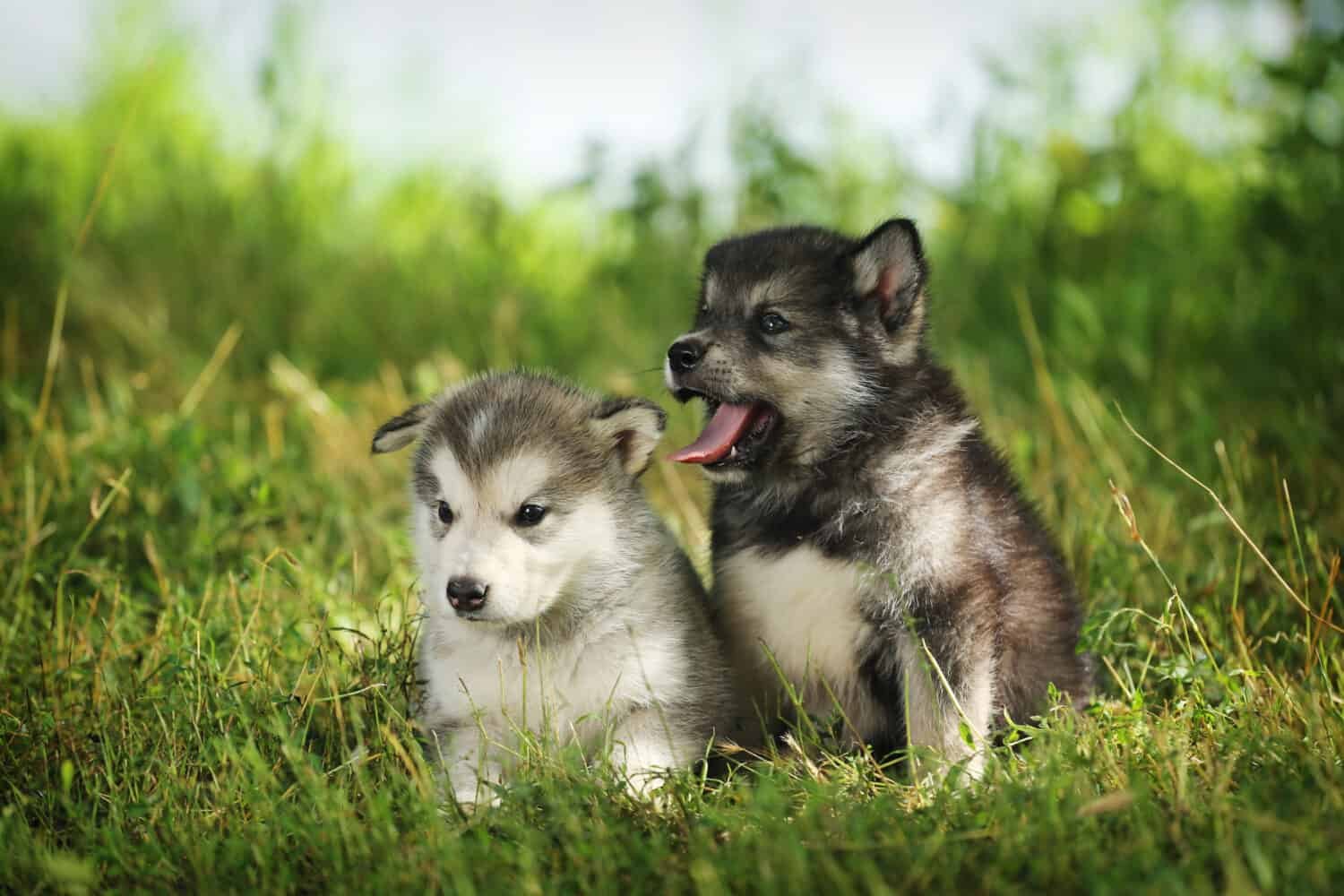 Alaskan Malamute