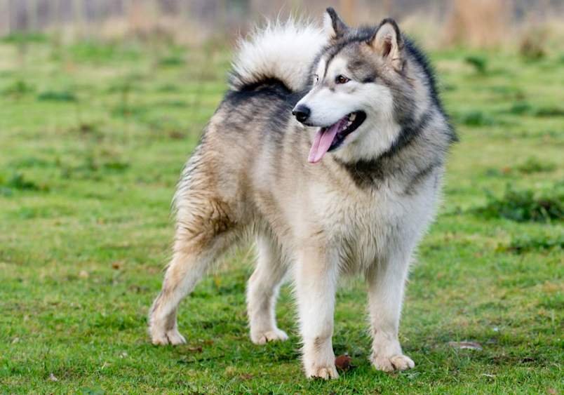 Alaskan Malamute