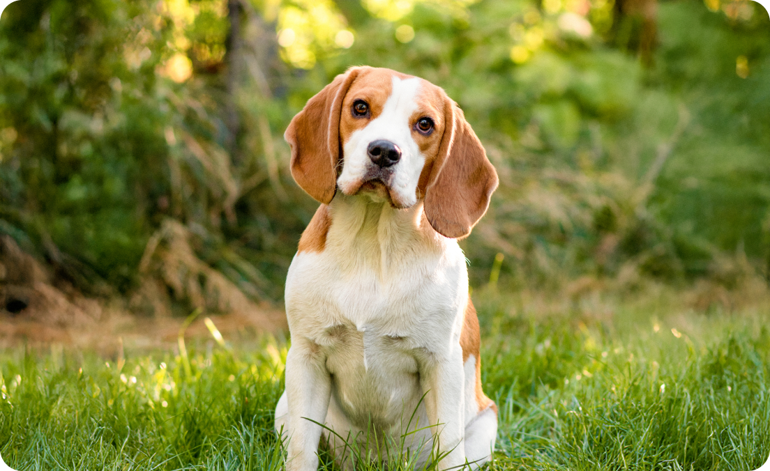 Beagle