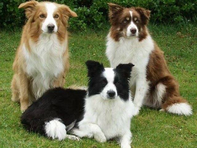 Border Collie