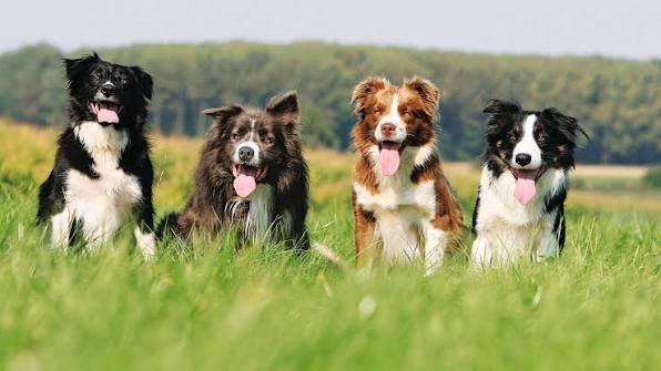 Border Collie