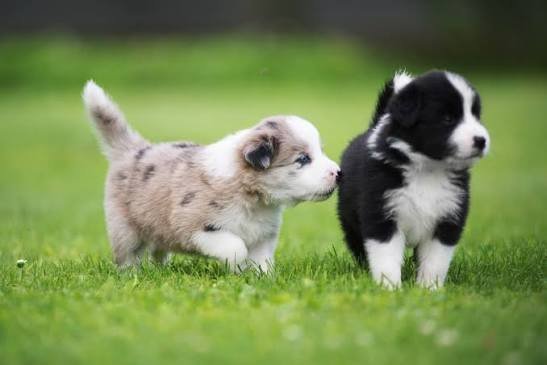 Border Collie