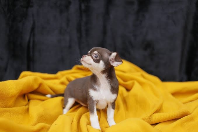 Chihuahua
