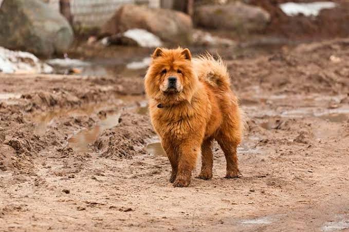 Chow Chow