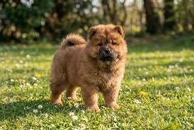 Chow Chow